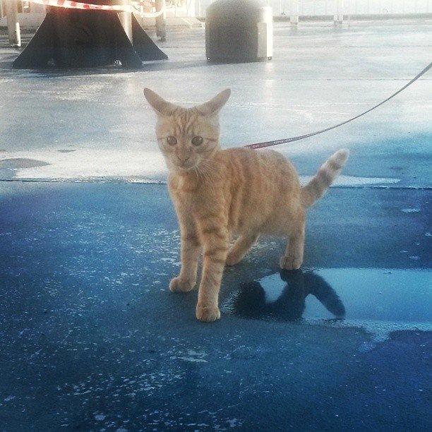 Huskat Chips billede 11