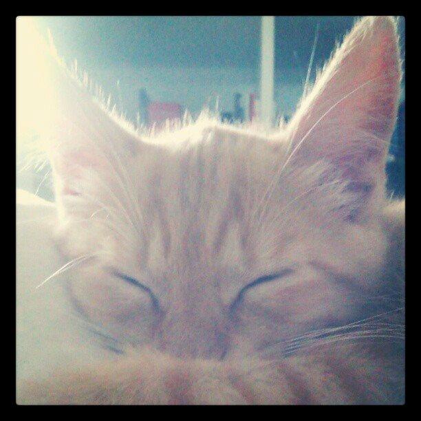 Huskat Chips billede 3