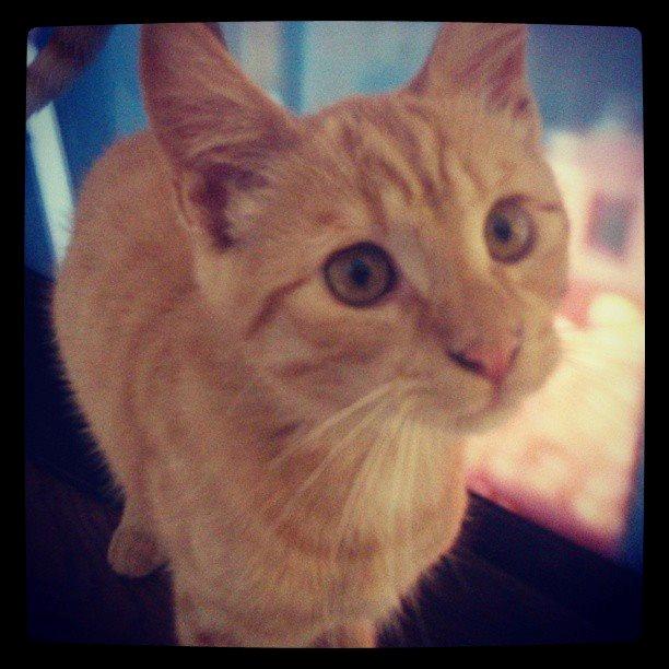 Huskat Chips billede 8