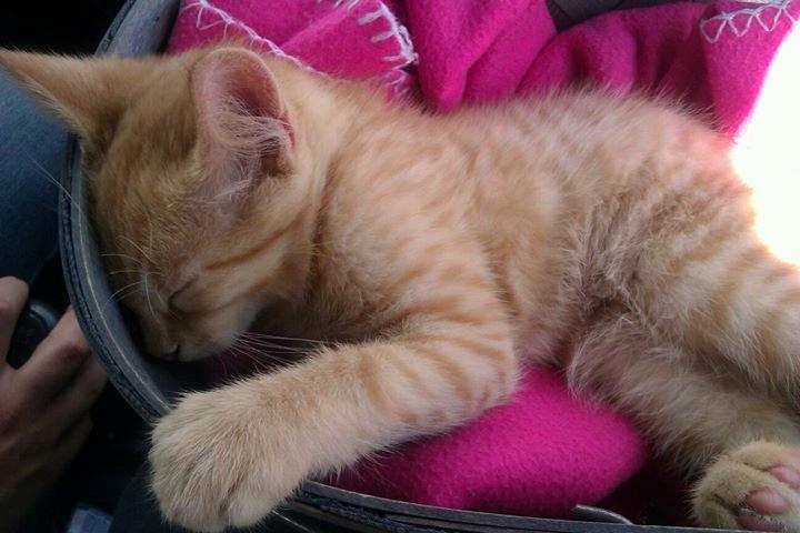 Huskat Chips billede 1