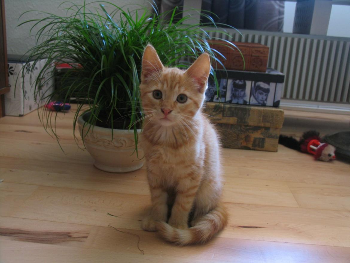 Huskat Chips billede 4