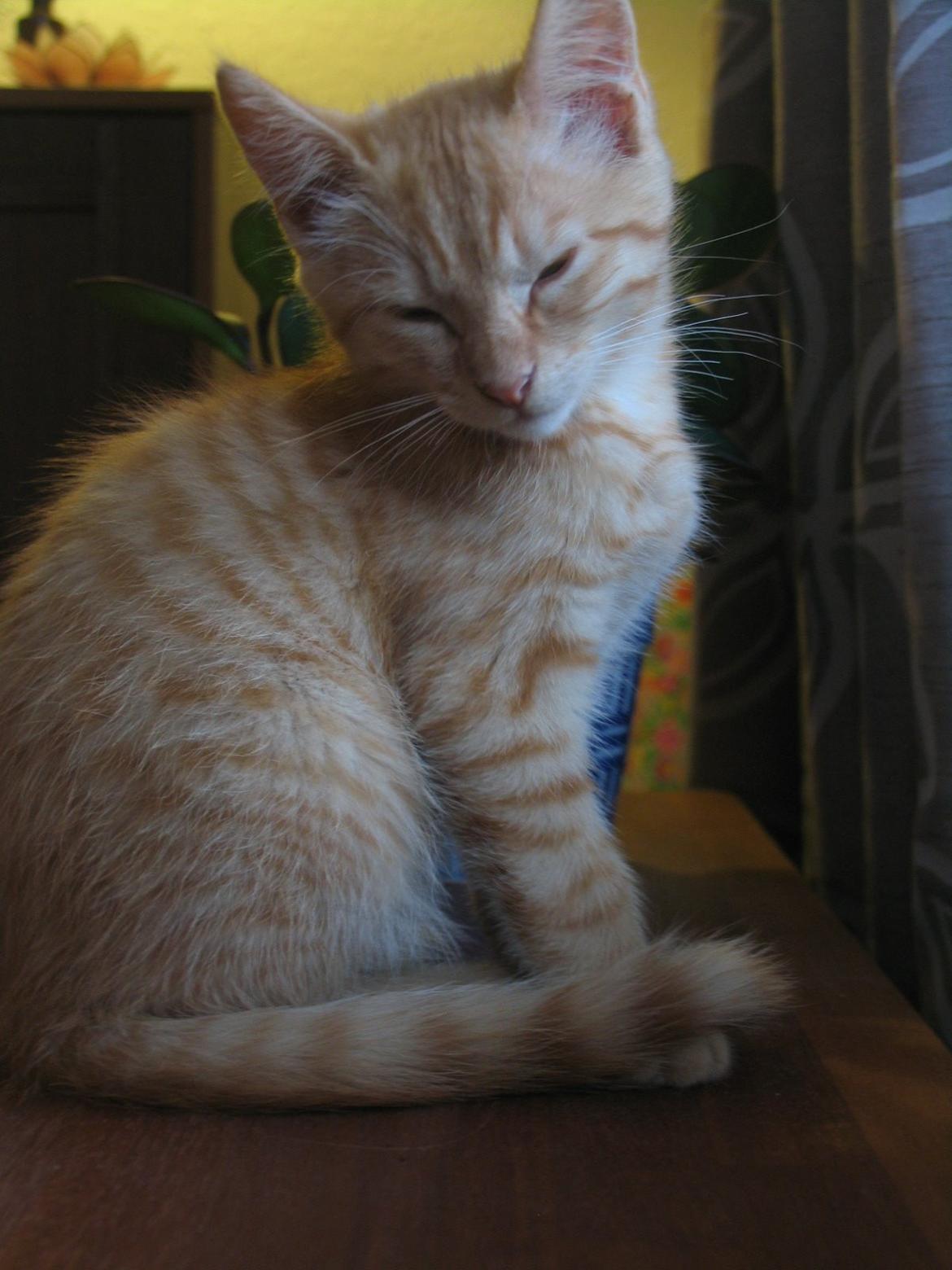 Huskat Chips billede 5