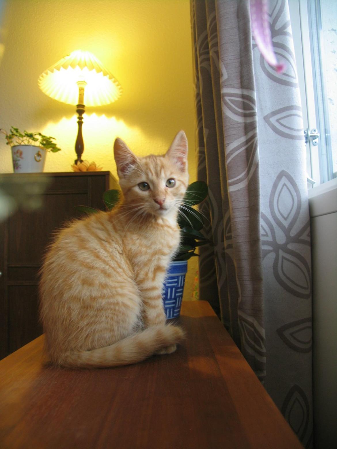 Huskat Chips billede 6