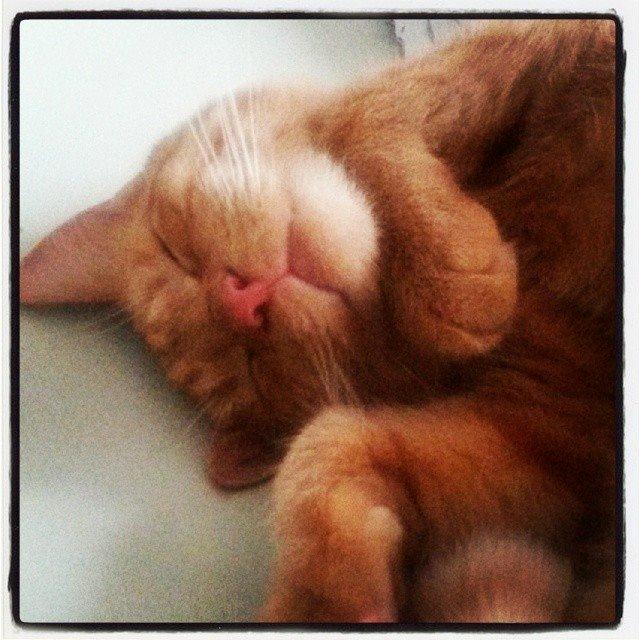 Huskat Chips billede 13