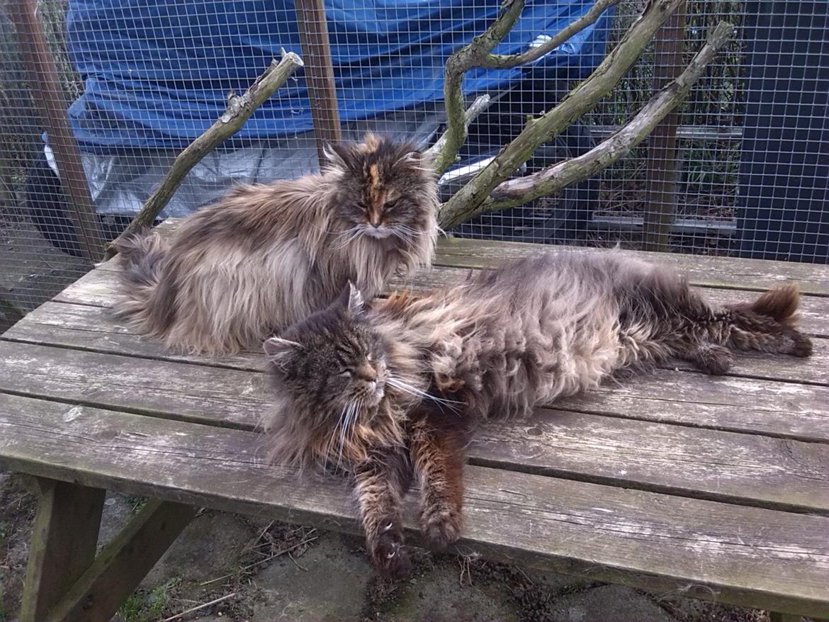 Maine Coon Odessa billede 17