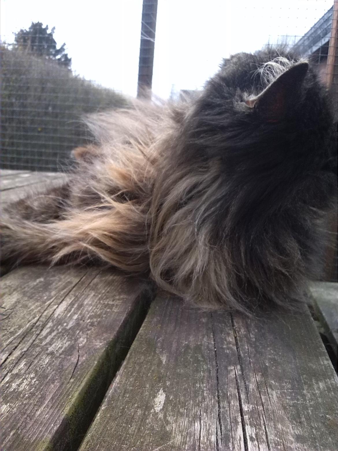 Maine Coon Odessa billede 18