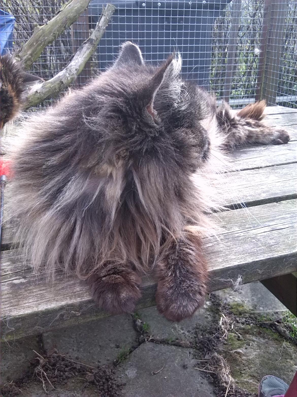 Maine Coon Odessa billede 19