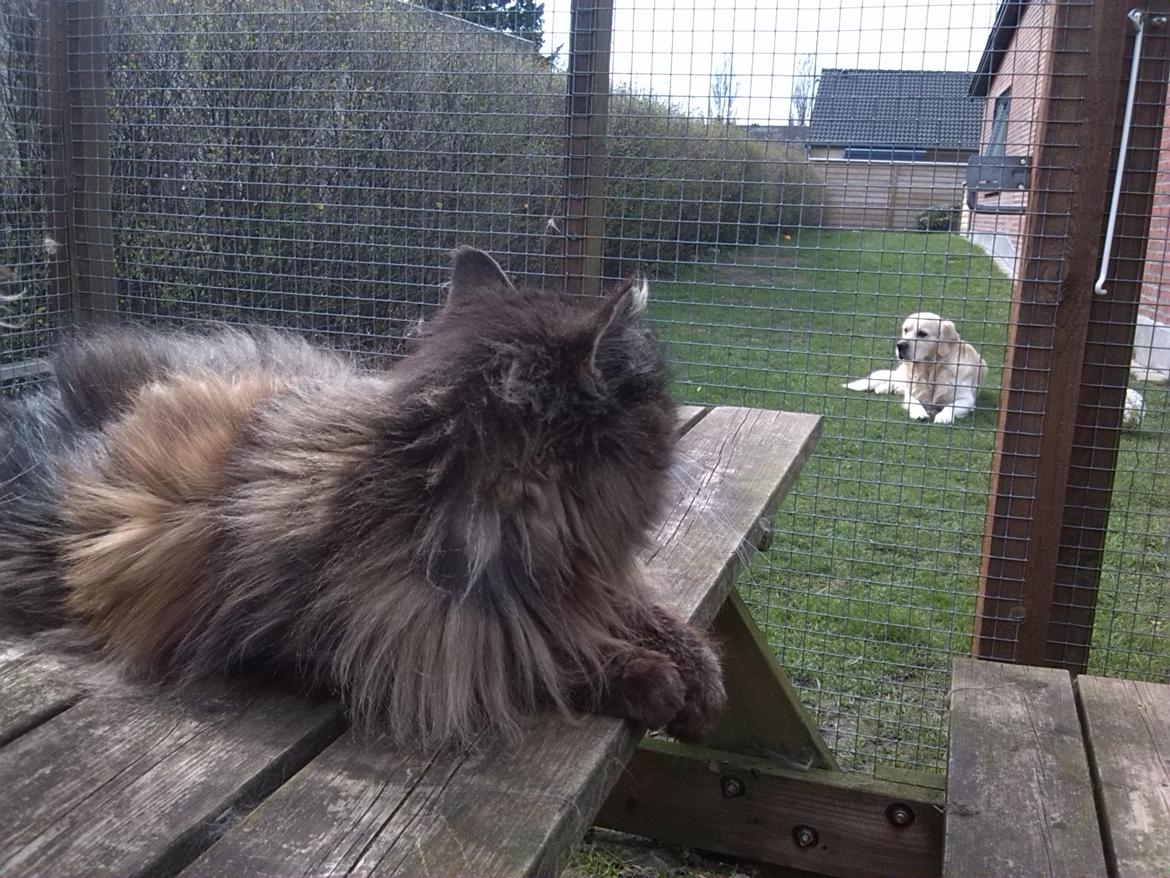 Maine Coon Odessa billede 20