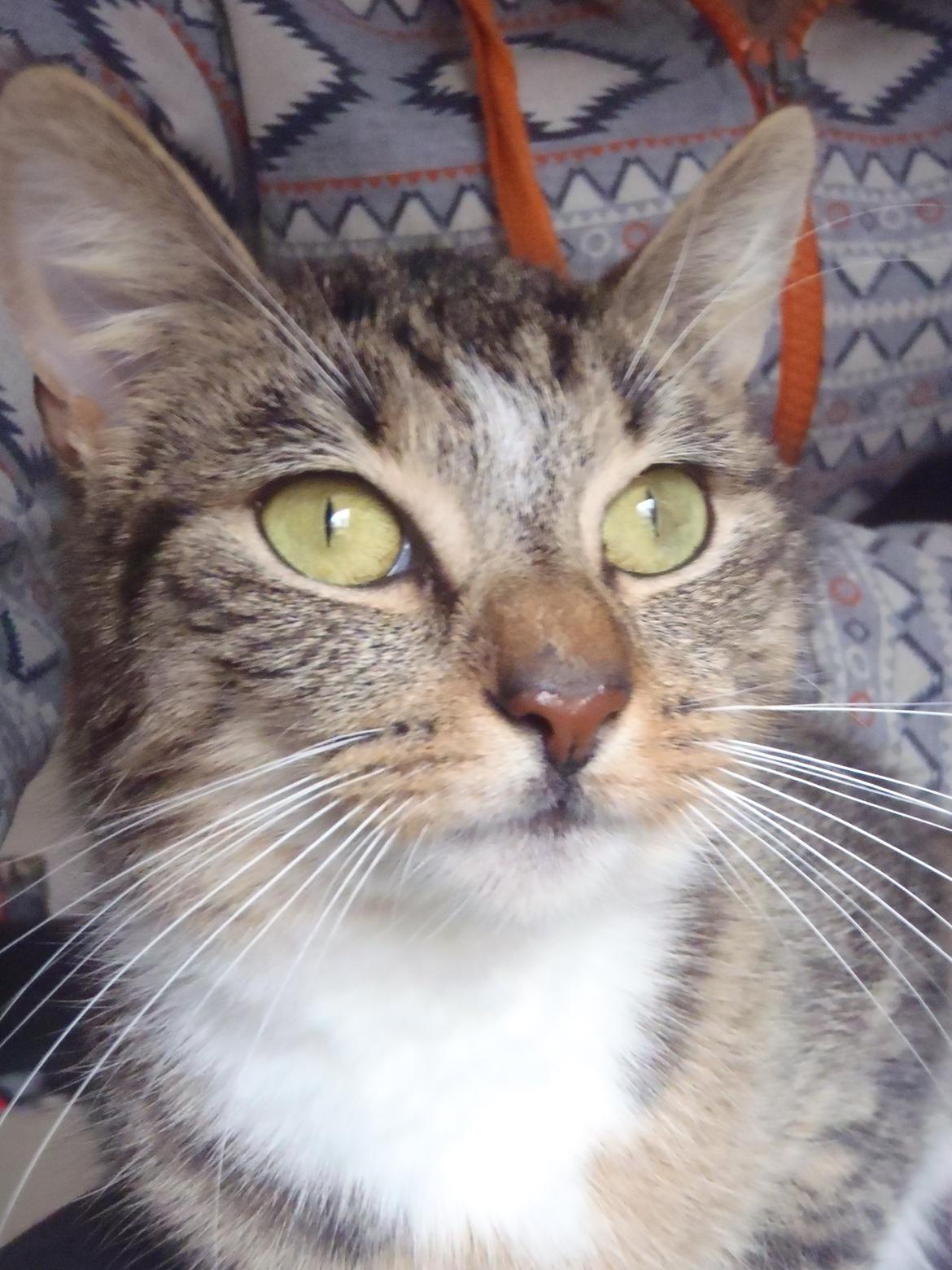 Huskat Miss Mis DeKid billede 6