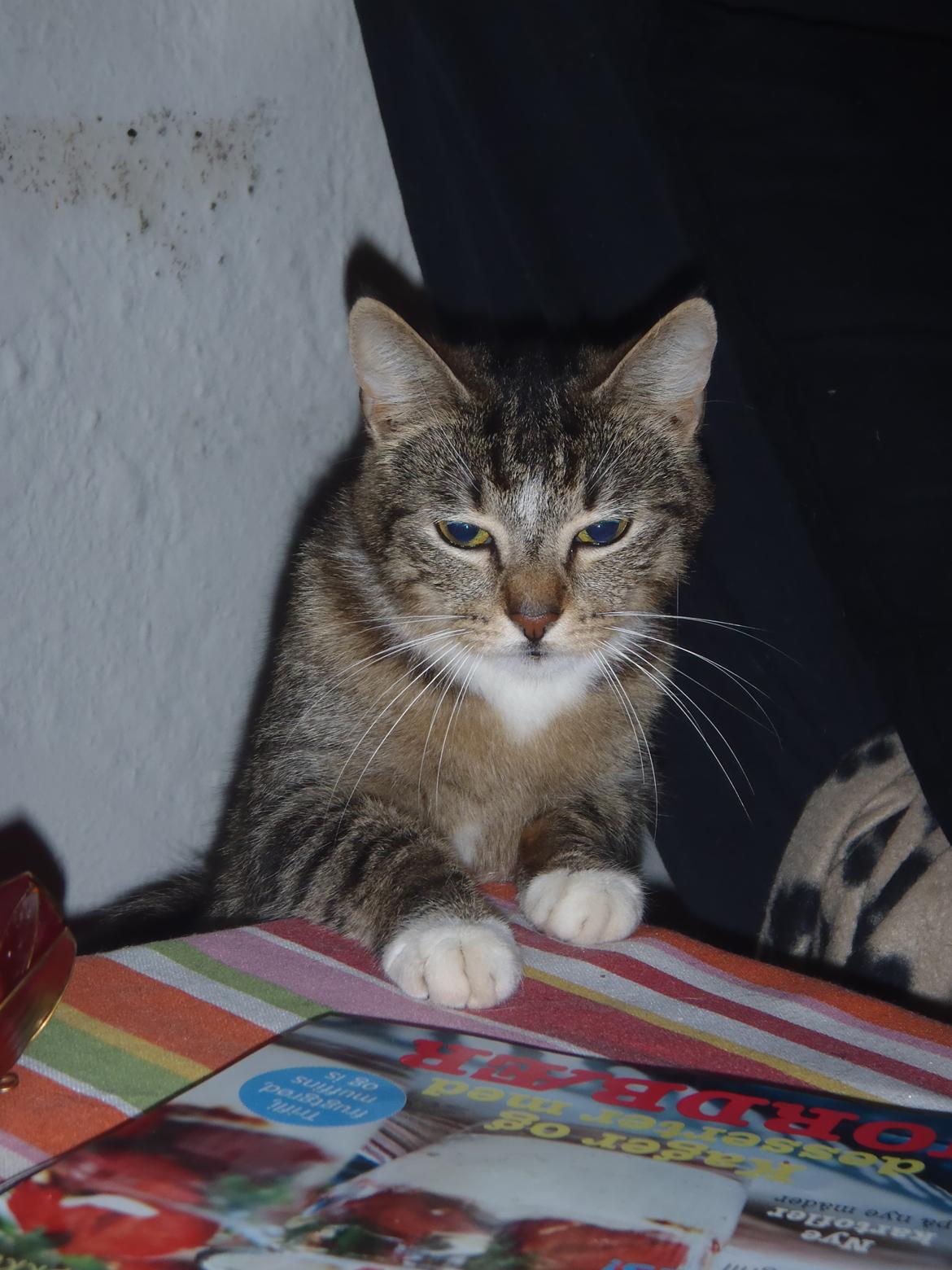 Huskat Miss Mis DeKid billede 7