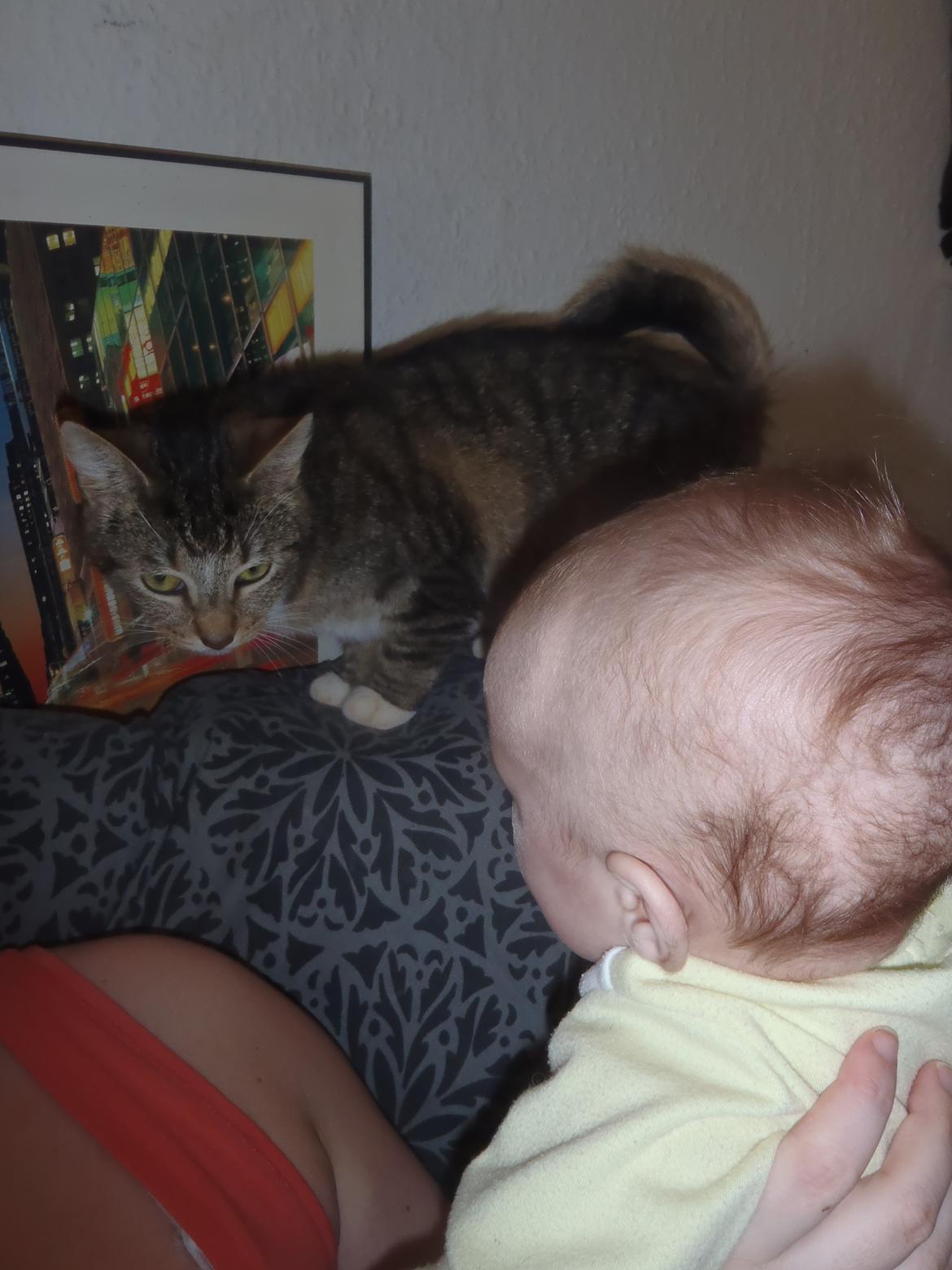 Huskat Miss Mis DeKid billede 9