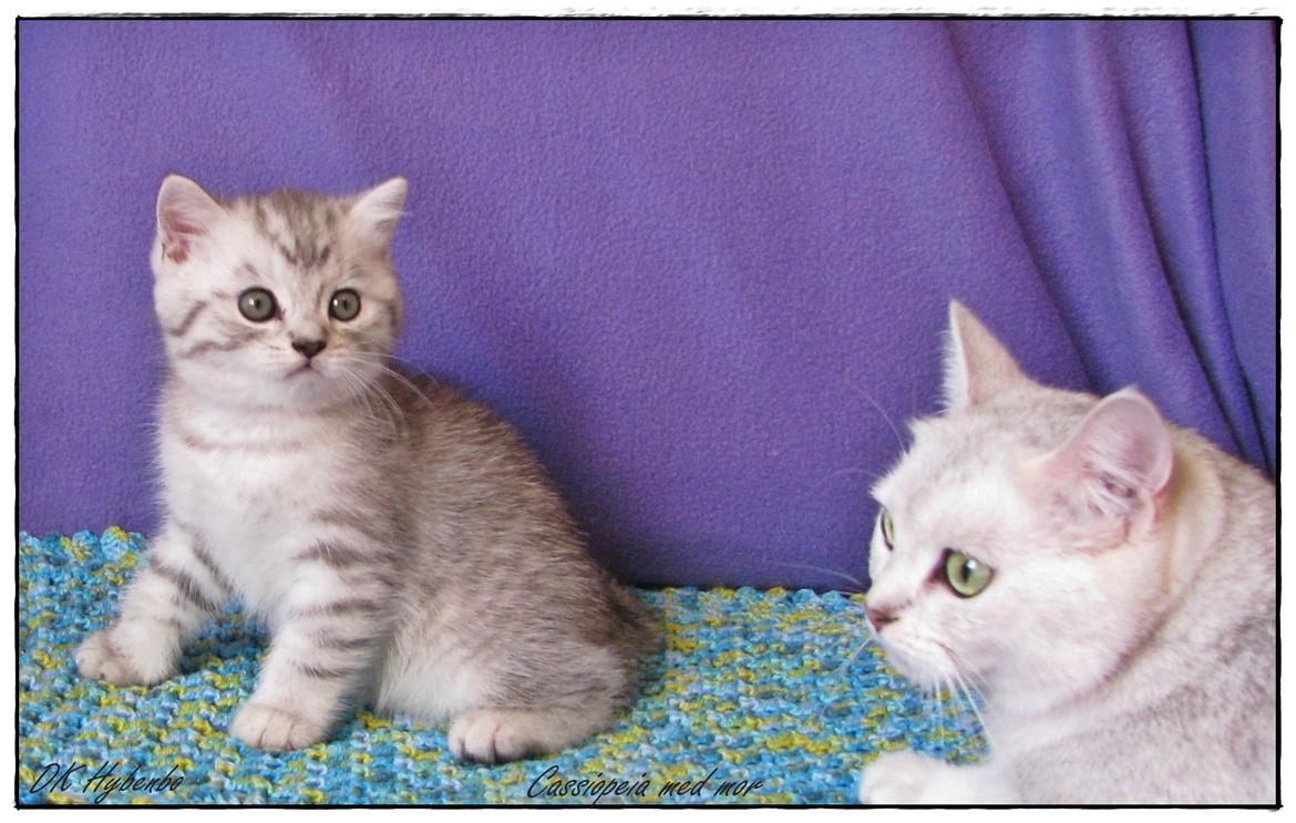 British Shorthair DK Hybenbo´s Cassiopeia billede 13