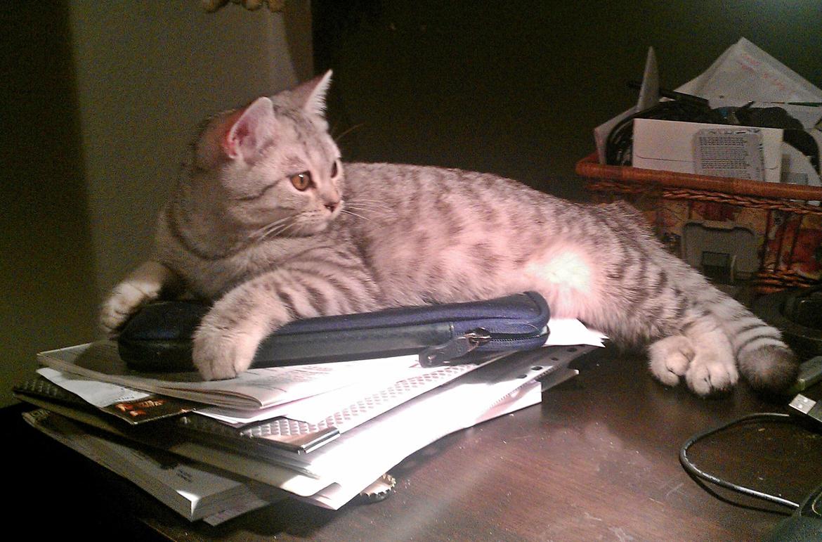 British Shorthair DK Hybenbo´s Cassiopeia - en cassiopeia, som skal være med i det hele billede 21