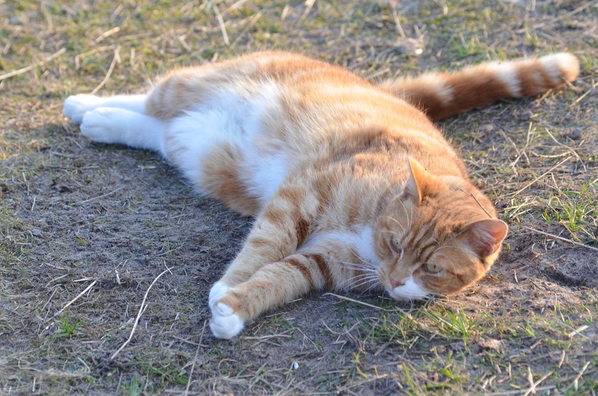 Blanding af racer Rommy (Romse) billede 13