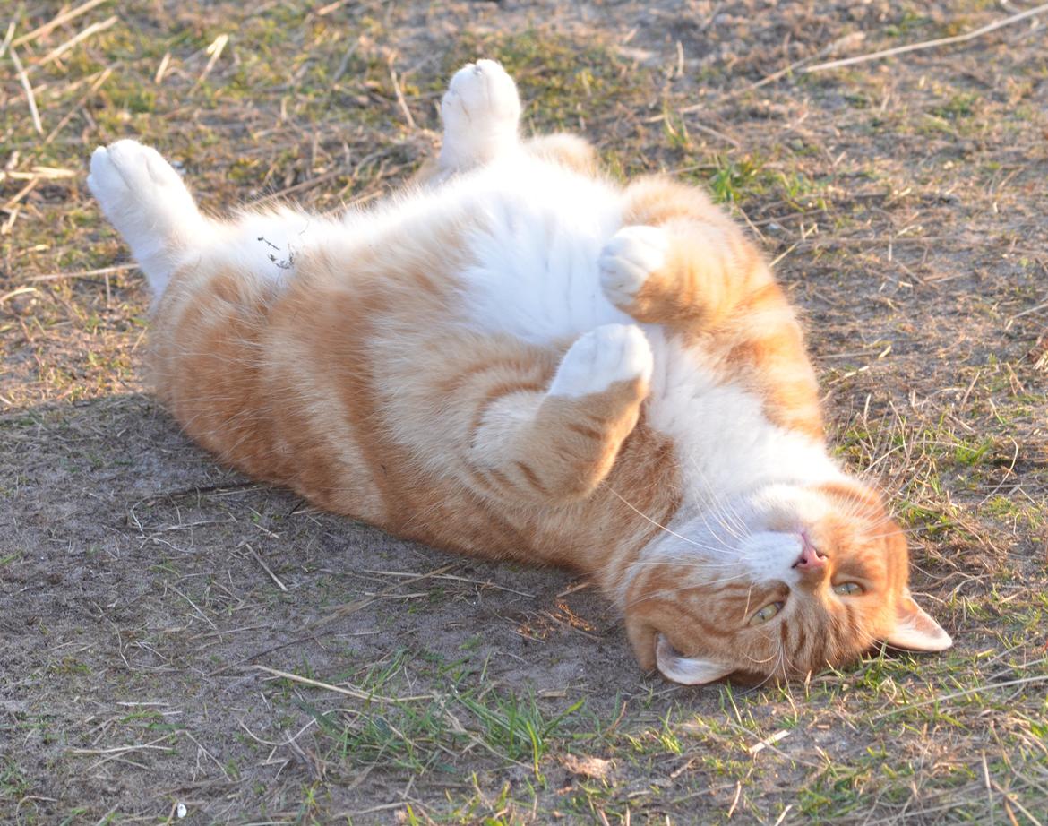 Blanding af racer Rommy (Romse) billede 14