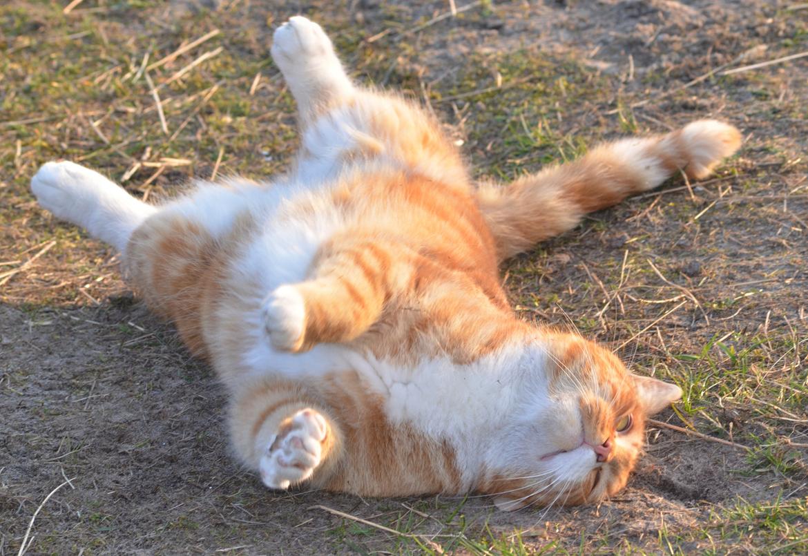 Blanding af racer Rommy (Romse) billede 12