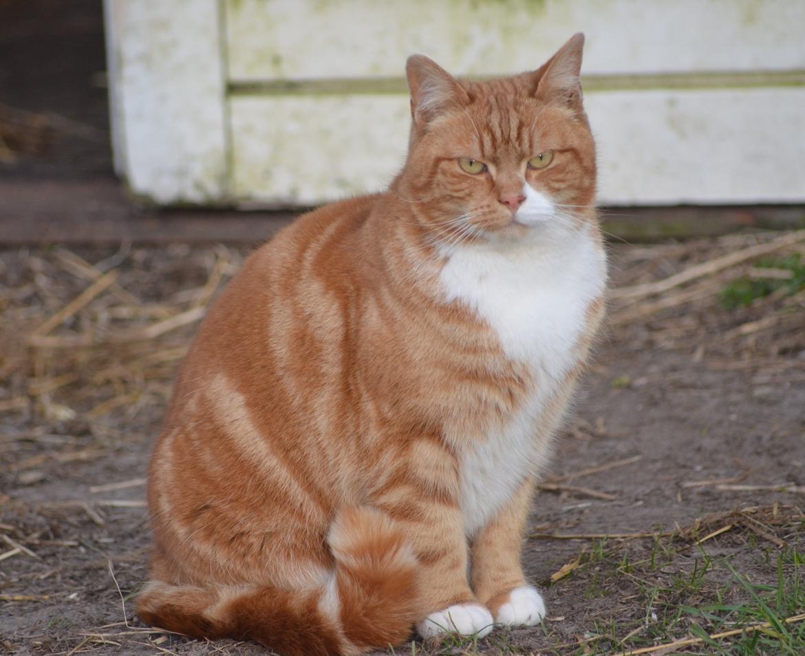 Blanding af racer Rommy (Romse) billede 15