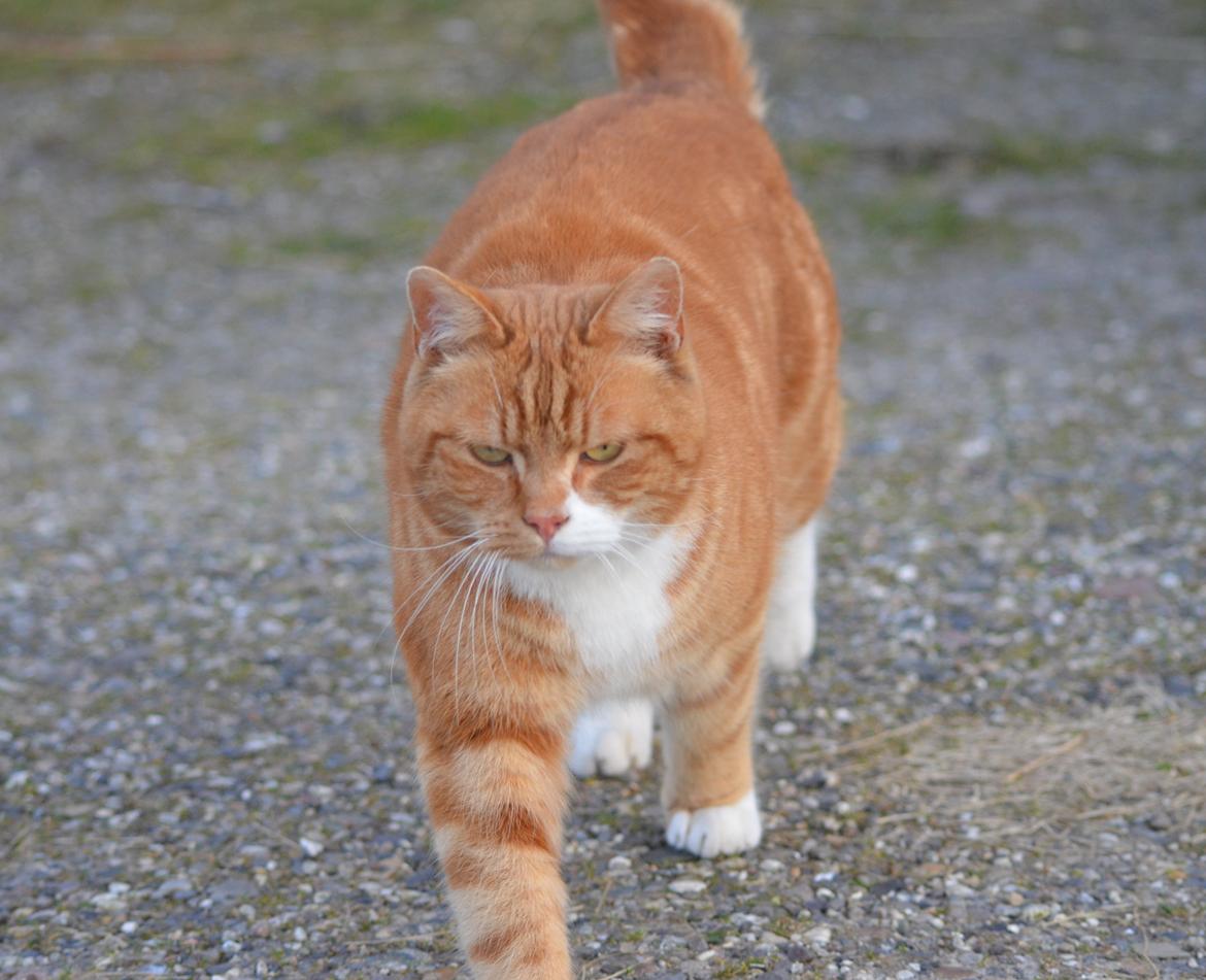 Blanding af racer Rommy (Romse) billede 16