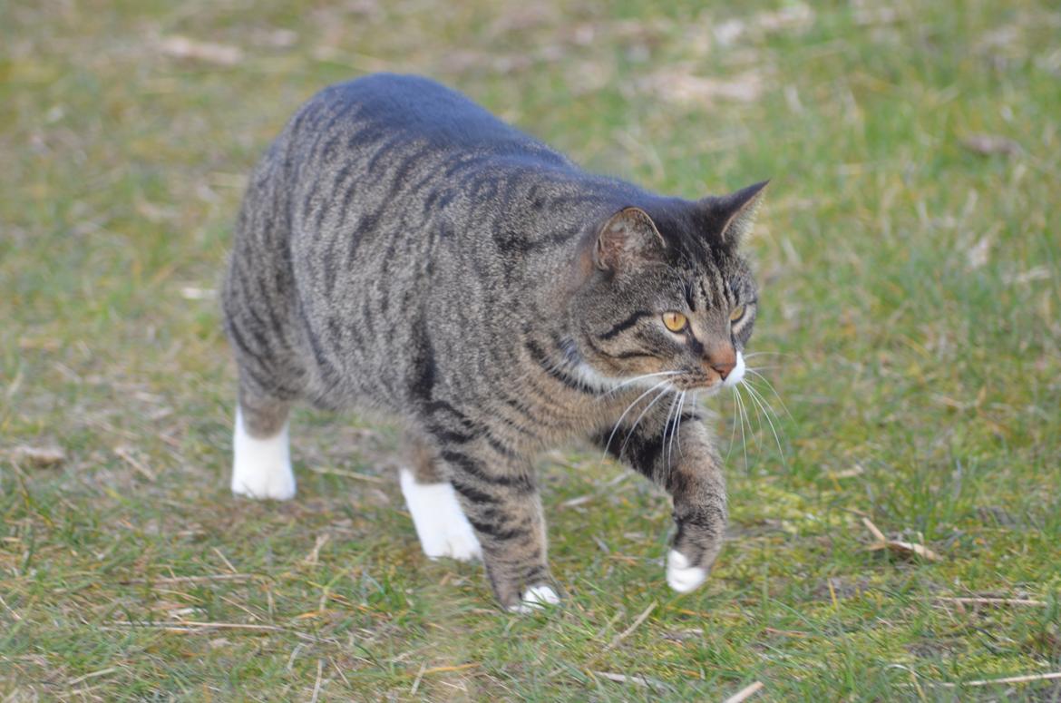 Huskat Anton billede 18