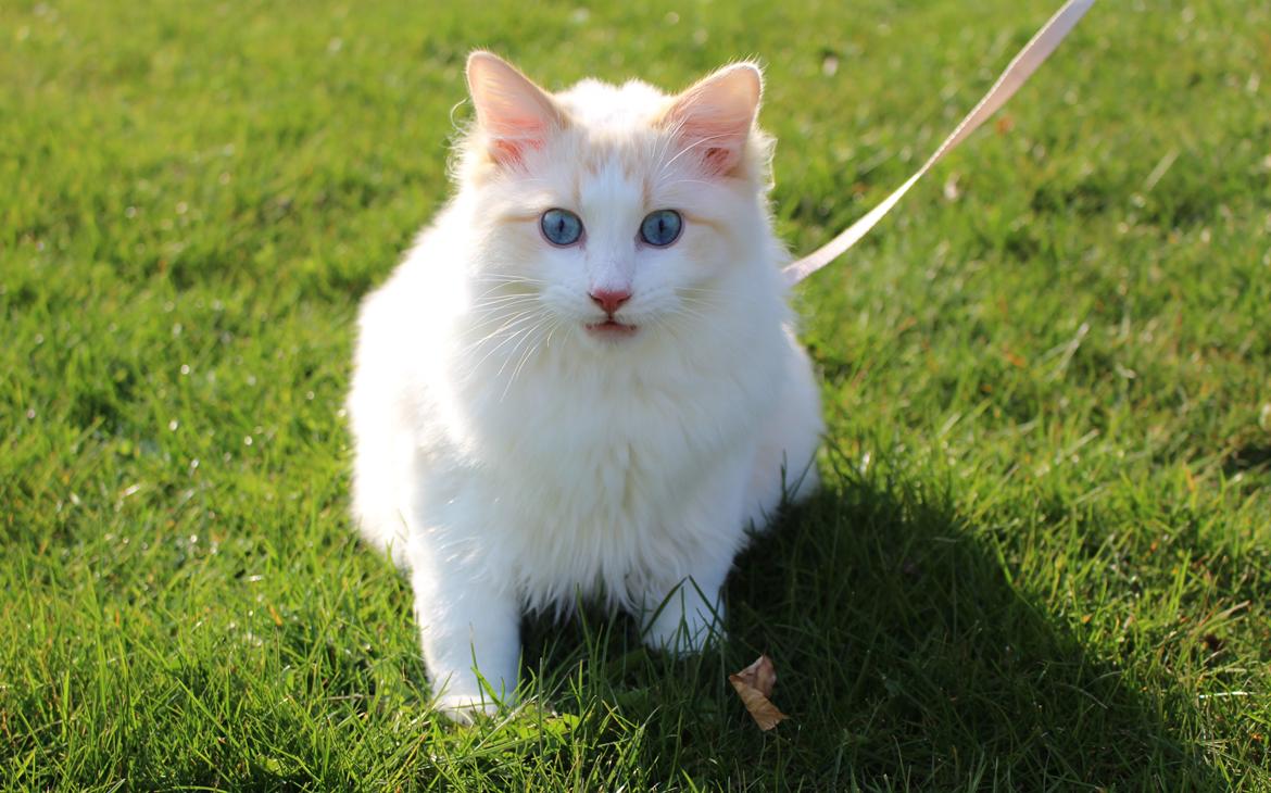 Ragdoll Chubby (DK Vandoll Royal Ricco) - Vores lille kriger <3 Ca. 6 måneder gammel billede 5