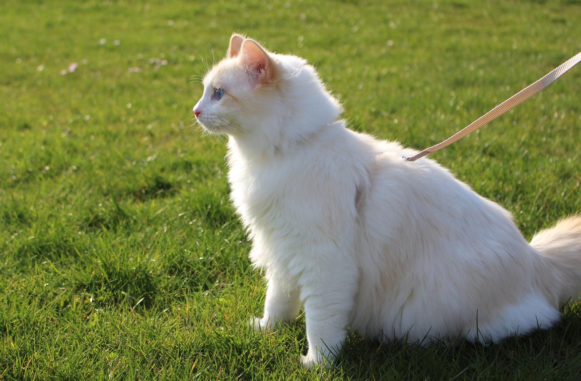 Ragdoll Chubby (DK Vandoll Royal Ricco) - Ude og nyde solen og det gode vejr. billede 6