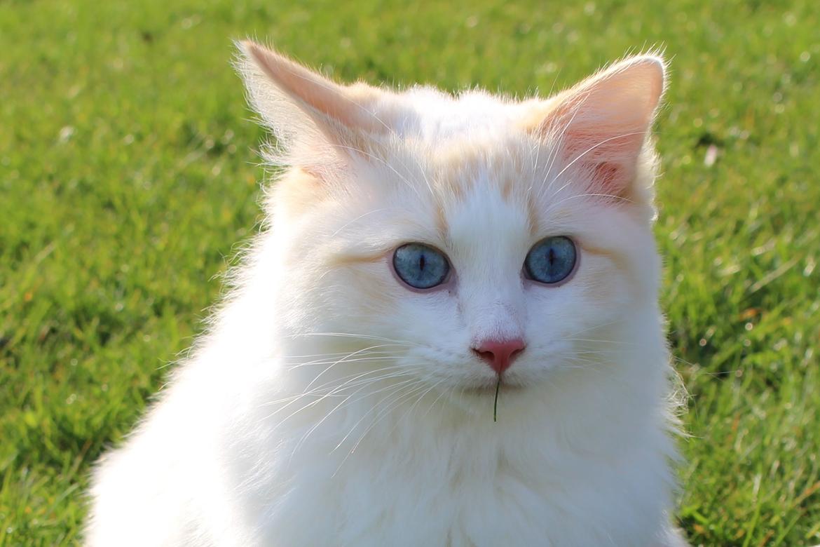 Ragdoll Chubby (DK Vandoll Royal Ricco) - Strå i munden som en ægte charmør! billede 7