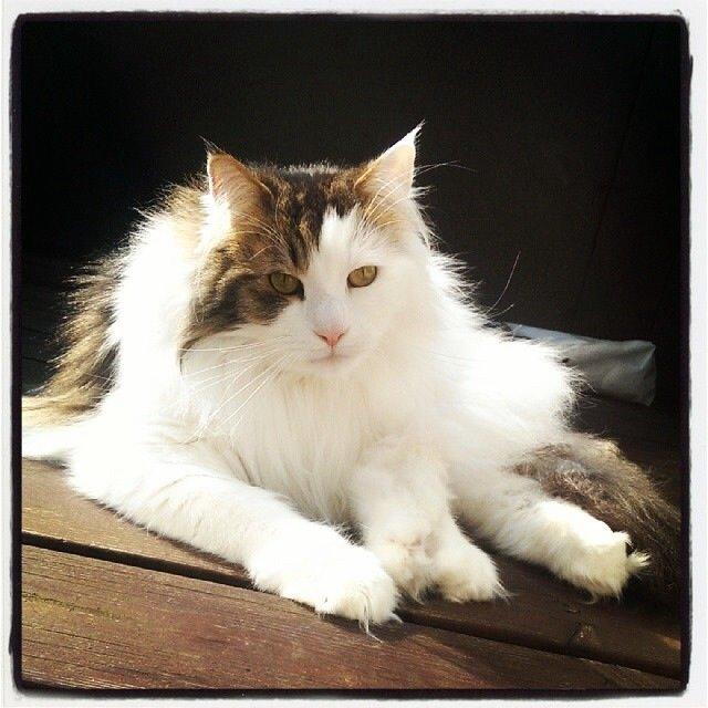 Norsk Skovkat KlanElliott´s Café Romano billede 14