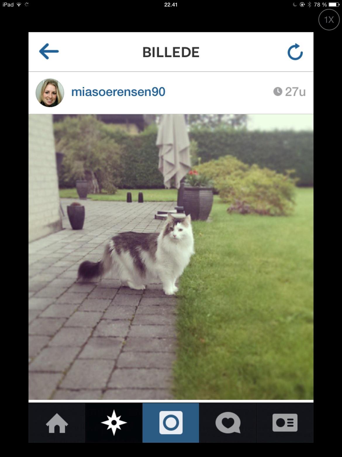 Norsk Skovkat KlanElliott´s Café Romano billede 15