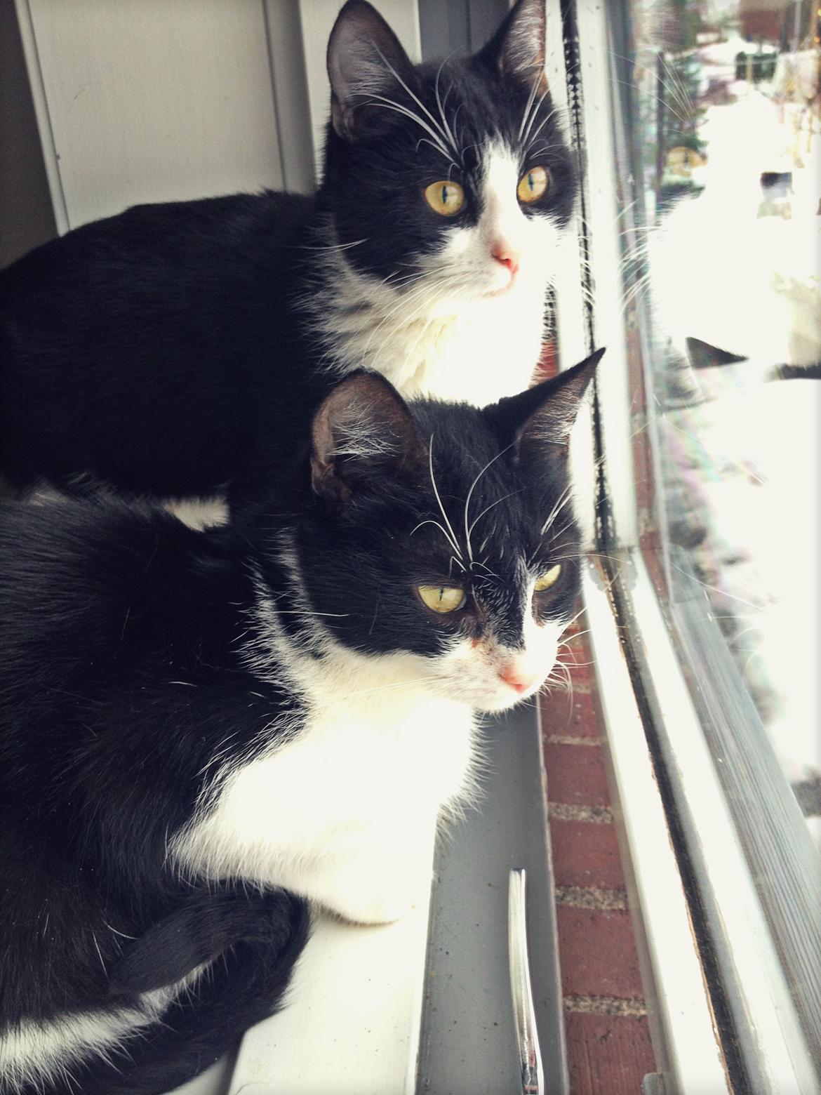 Huskat ~ Fiona † ** Sov sødt min elskede skat <3** billede 7