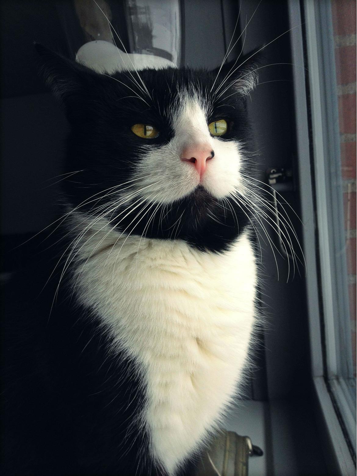 Huskat ~ Coke *Forsvundet* billede 5