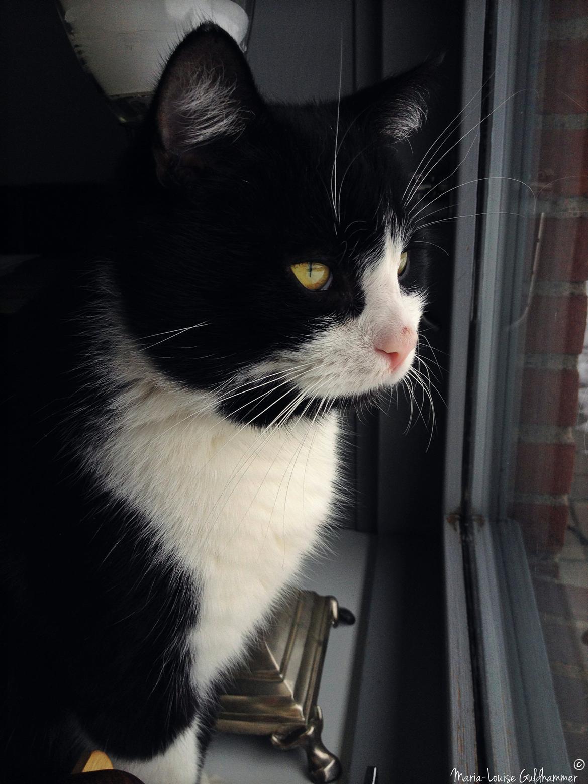 Huskat ~ Coke *Forsvundet* billede 6