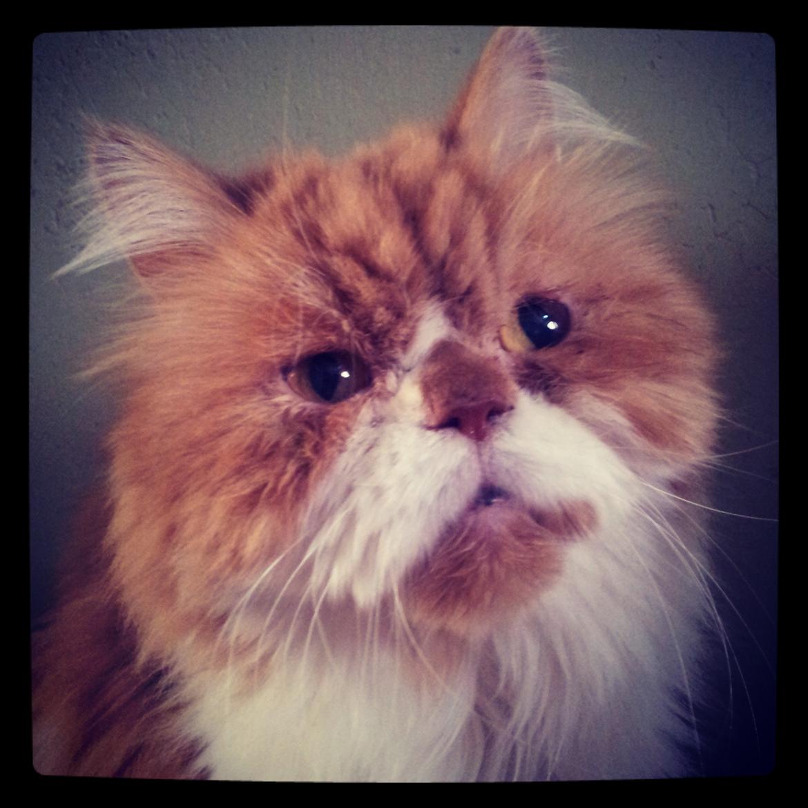 Perser Massen *30.06.2001 -26.05.2014 * billede 20