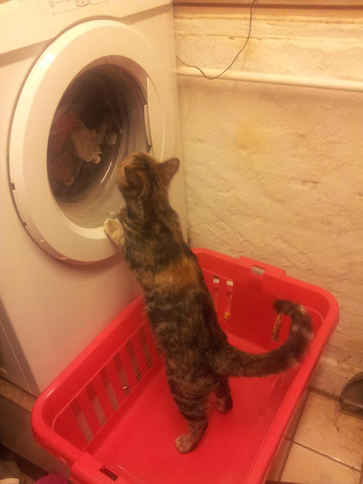 Huskat Maja billede 15