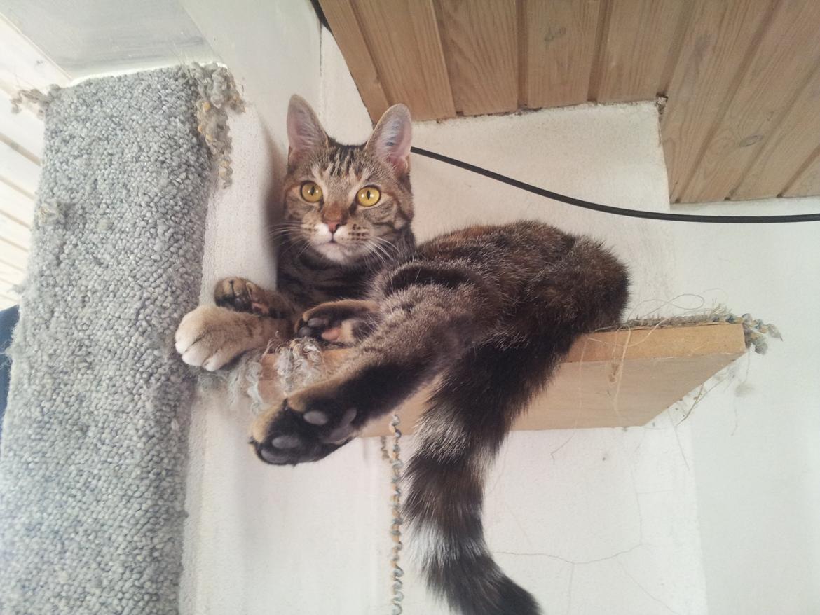 Huskat Maja billede 16