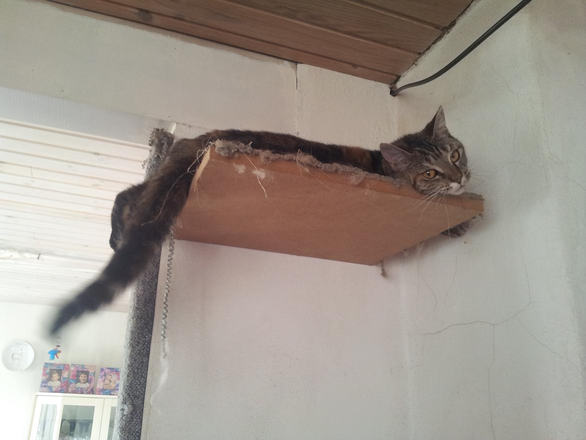 Huskat Maja billede 17