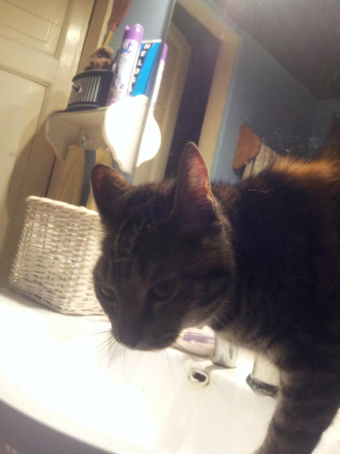 Huskat Maja billede 18