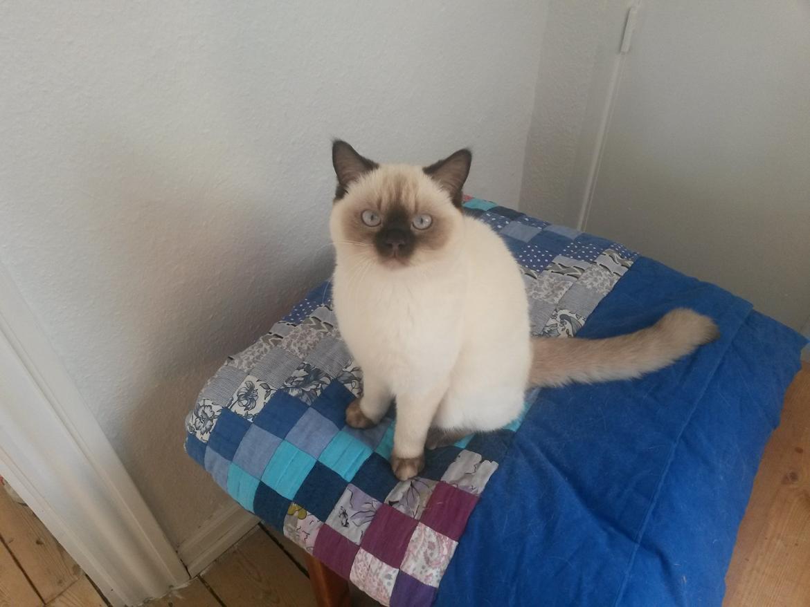 British Shorthair Cookie billede 5