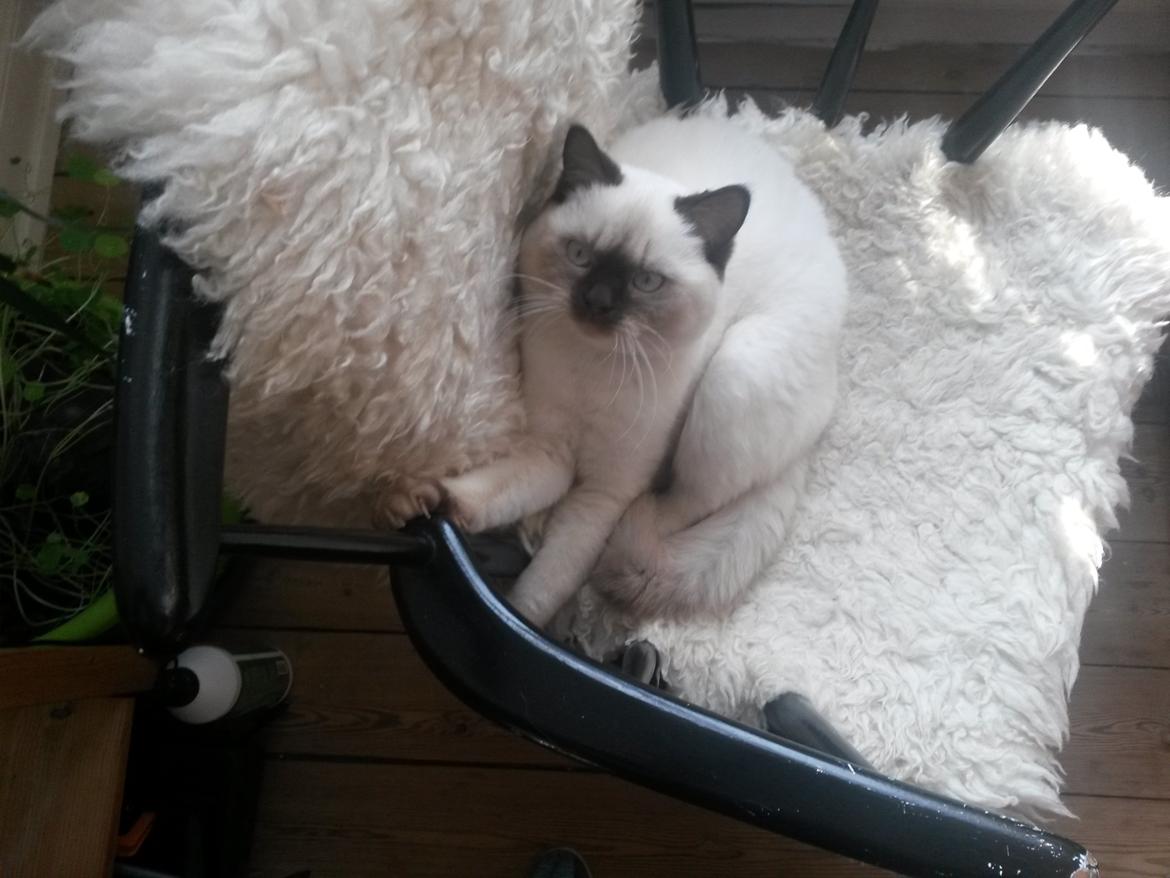 British Shorthair Cookie billede 6