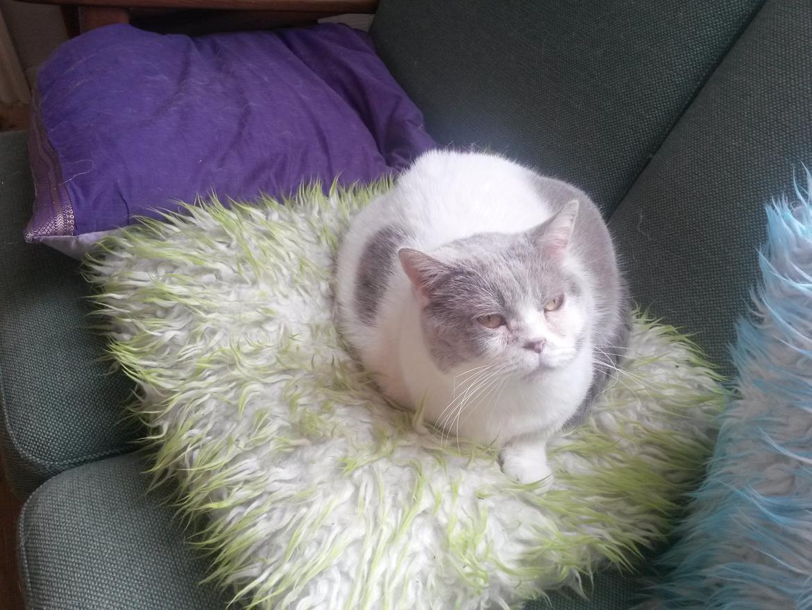 British Shorthair Trille billede 2