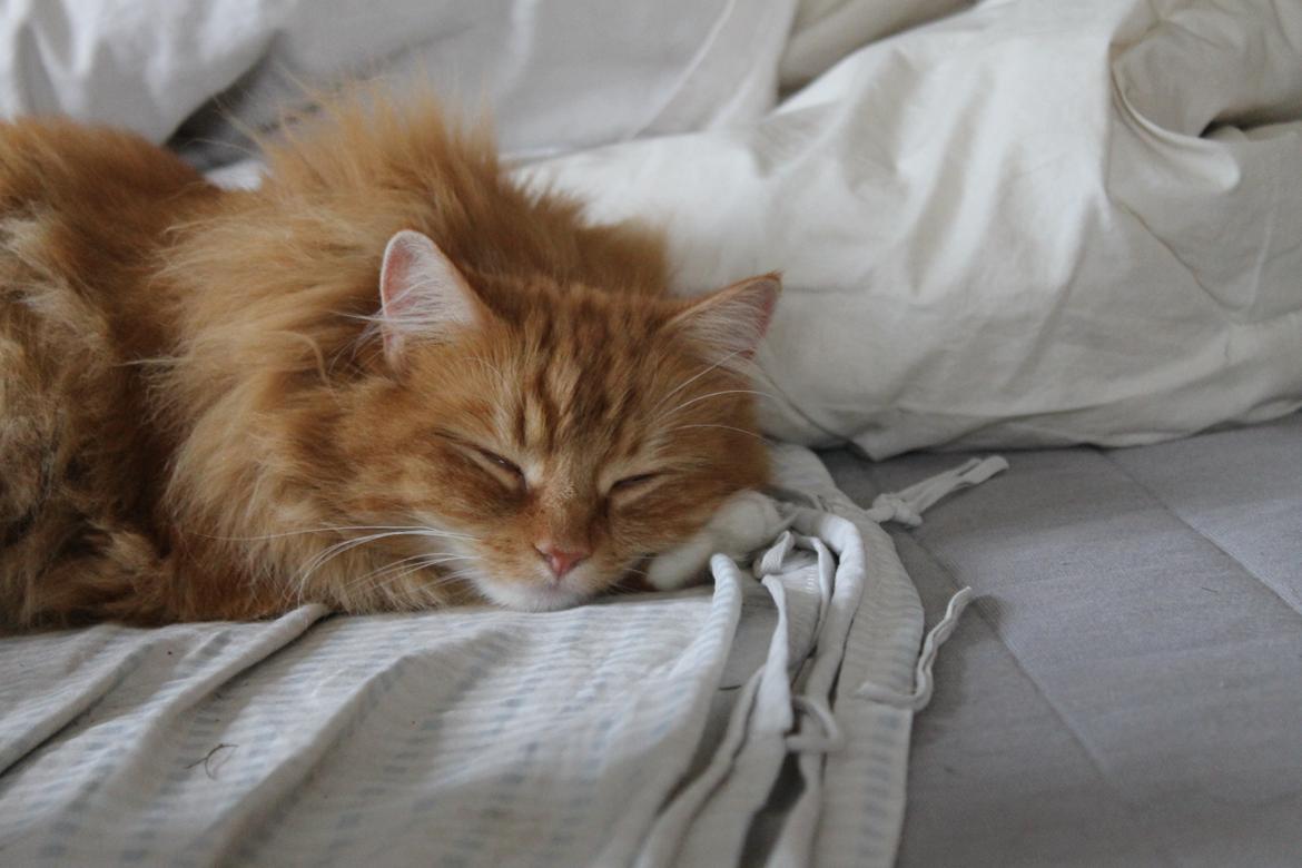 Norsk Skovkat Bakkegaardens Ginger billede 5