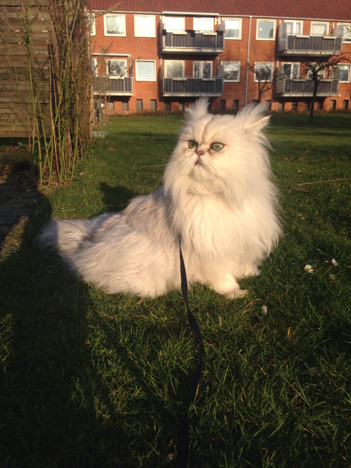 Perser Baron Bright Bently Beauperfield DK billede 24