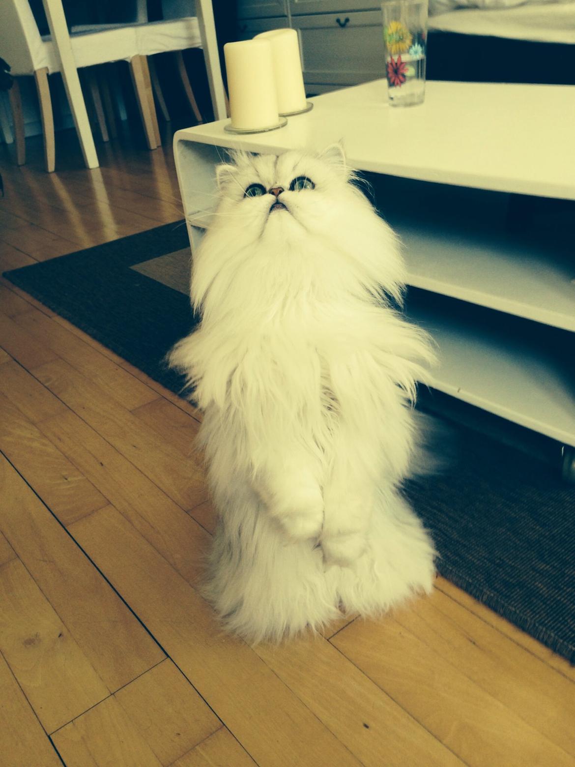 Perser Baron Bright Bently Beauperfield DK billede 27