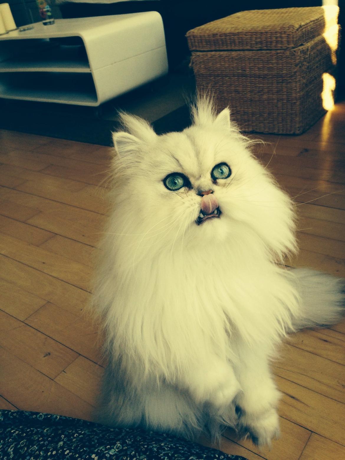 Perser Baron Bright Bently Beauperfield DK billede 26