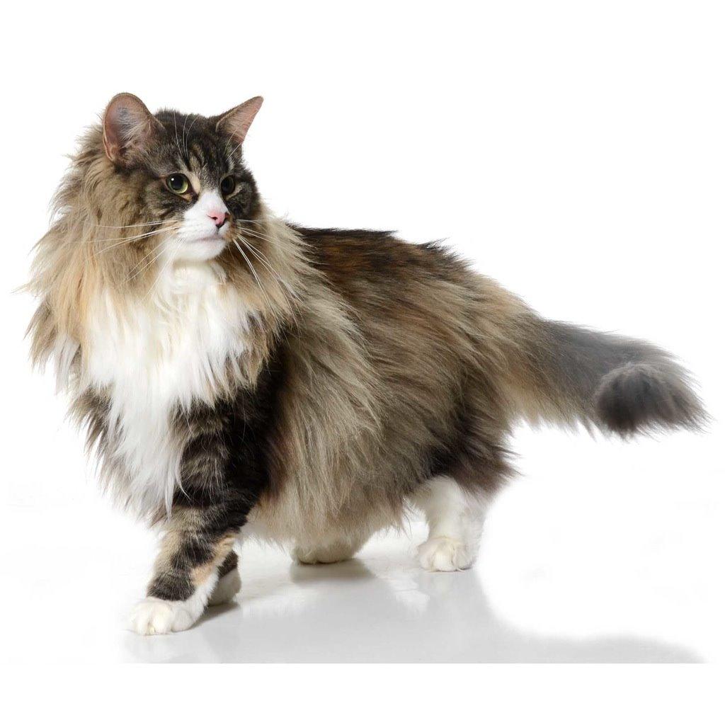 Norsk Skovkat DK Beukel´s Donna - Donna 4 år  billede 2