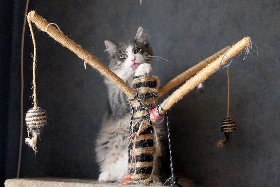 Norsk Skovkat kisser billede 6