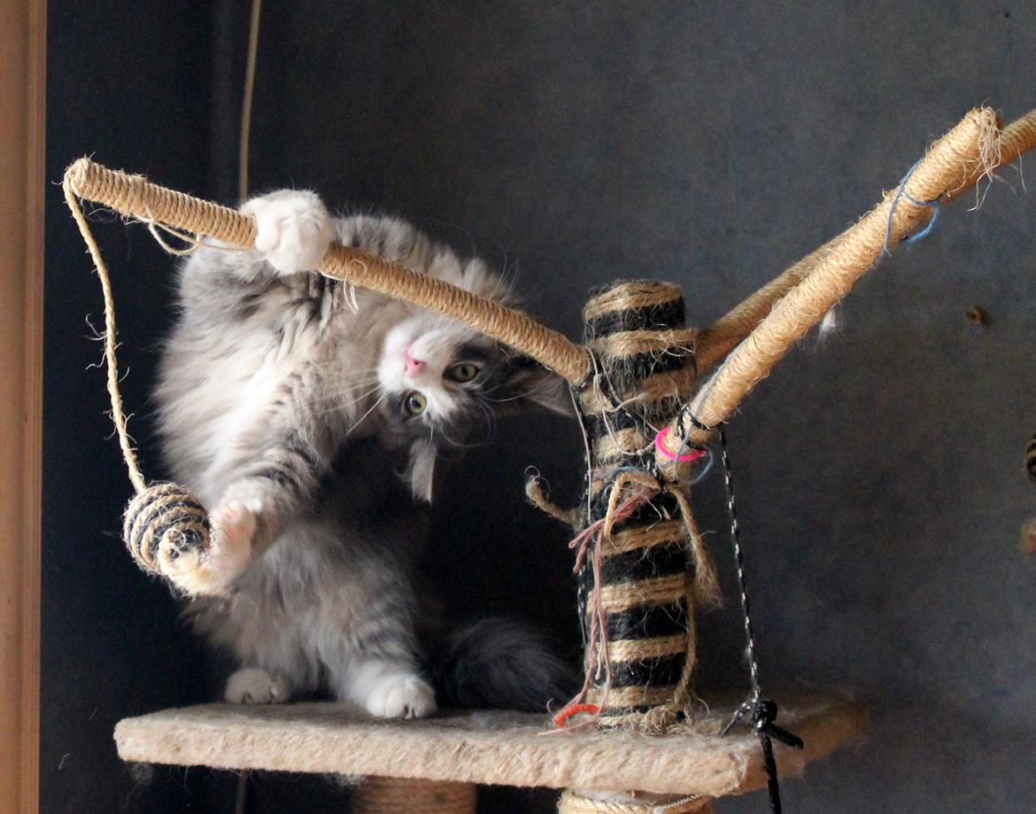 Norsk Skovkat kisser billede 12