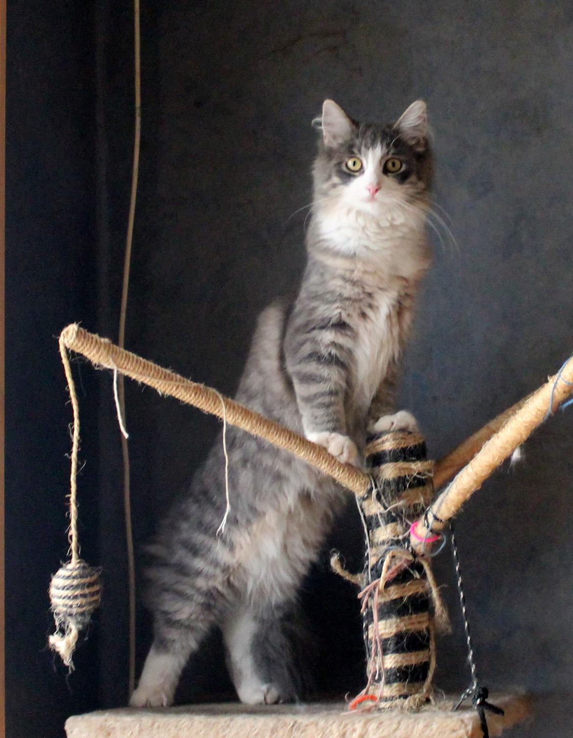 Norsk Skovkat kisser billede 9