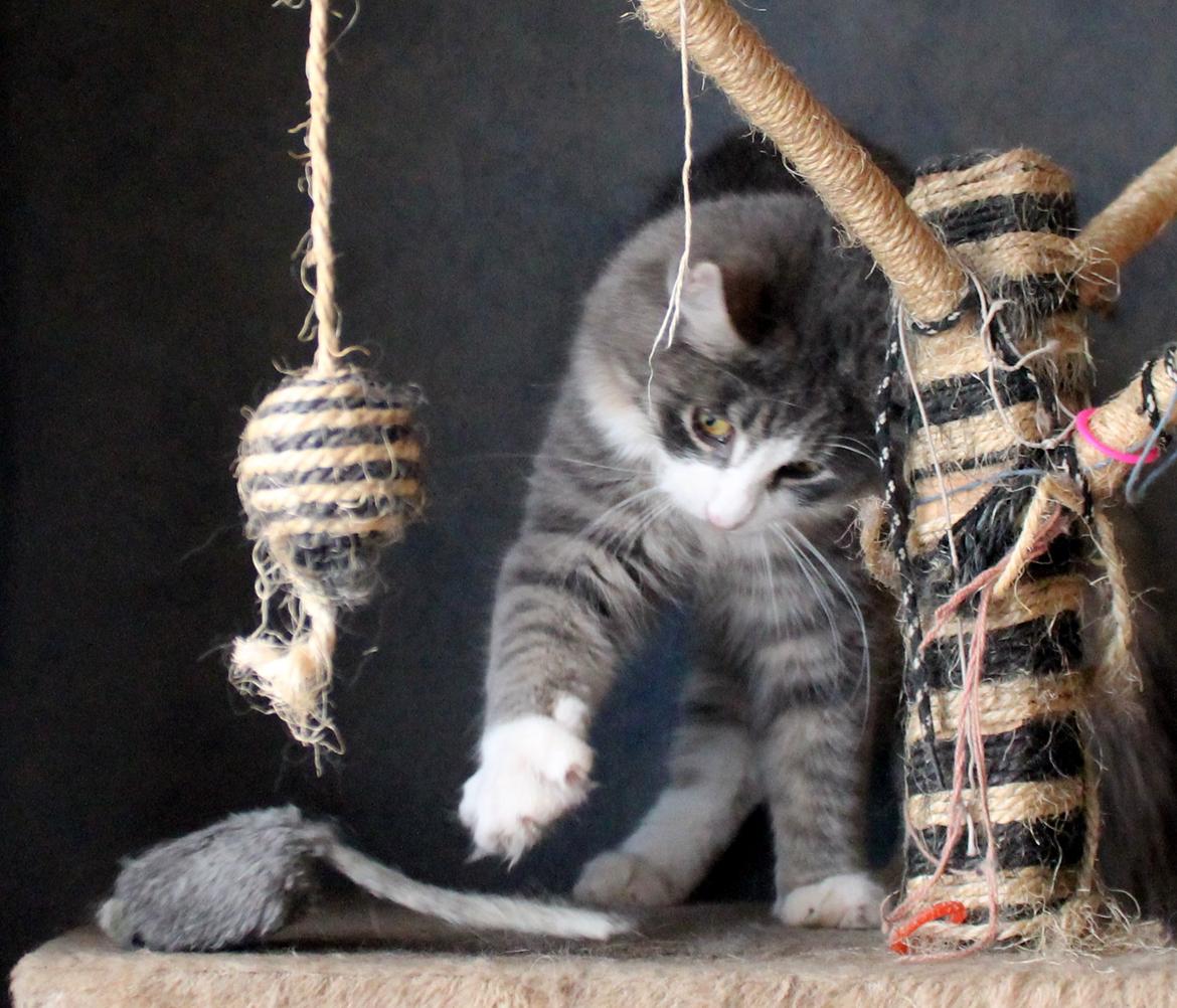 Norsk Skovkat kisser billede 2