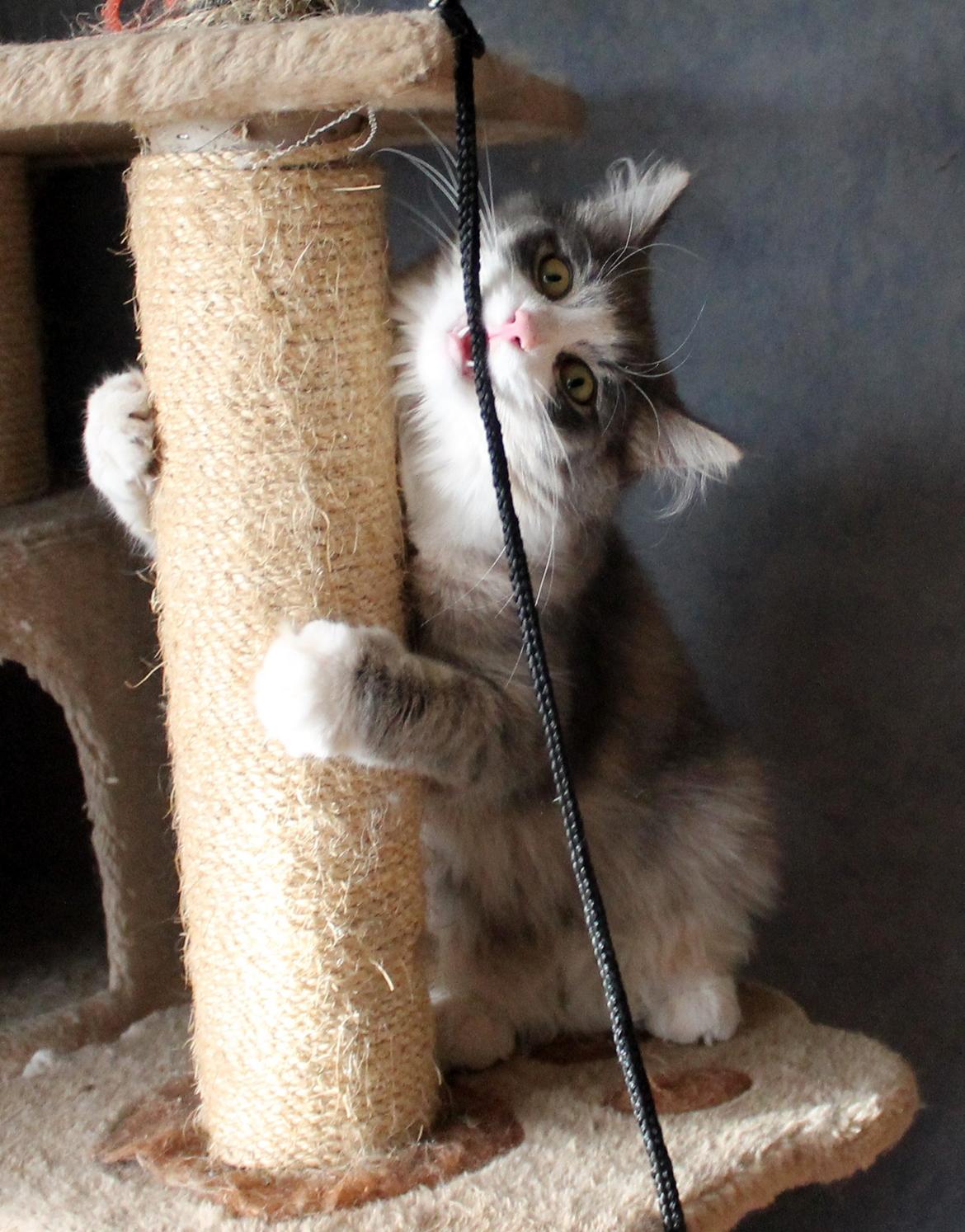 Norsk Skovkat kisser billede 13