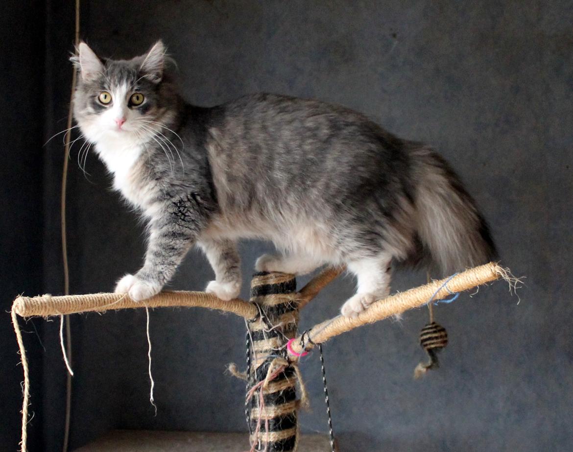 Norsk Skovkat kisser billede 14